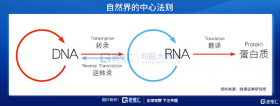 從生命的本質治療疾病——核酸藥物空間有多廣？